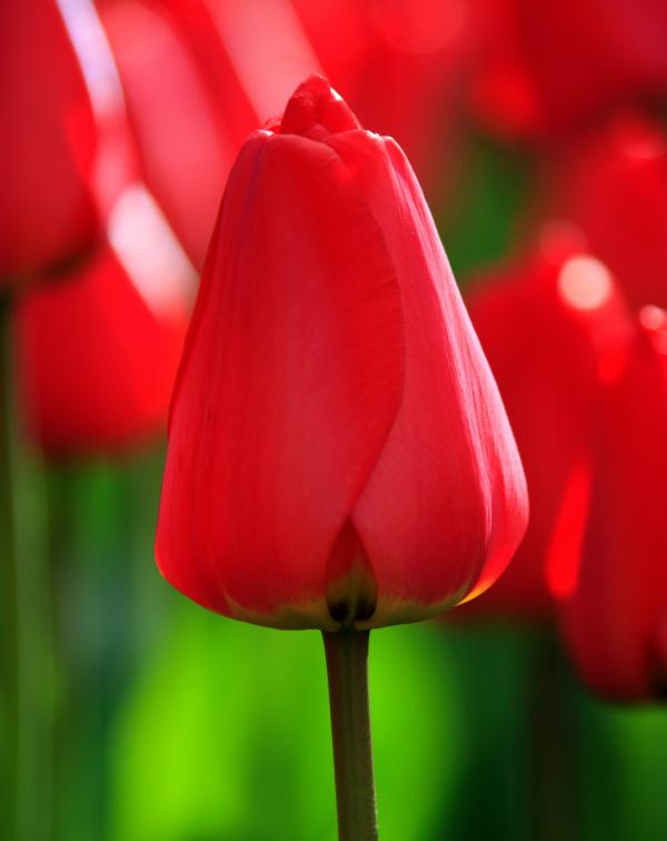 tulip