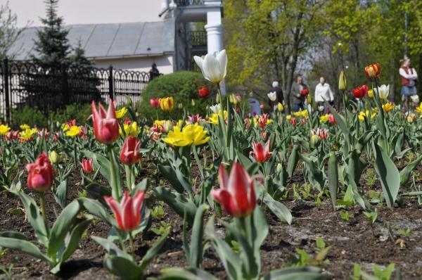 Tulip Flowers