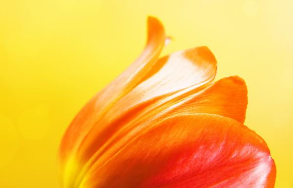 Tulip on yellow