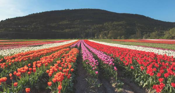 Tulips