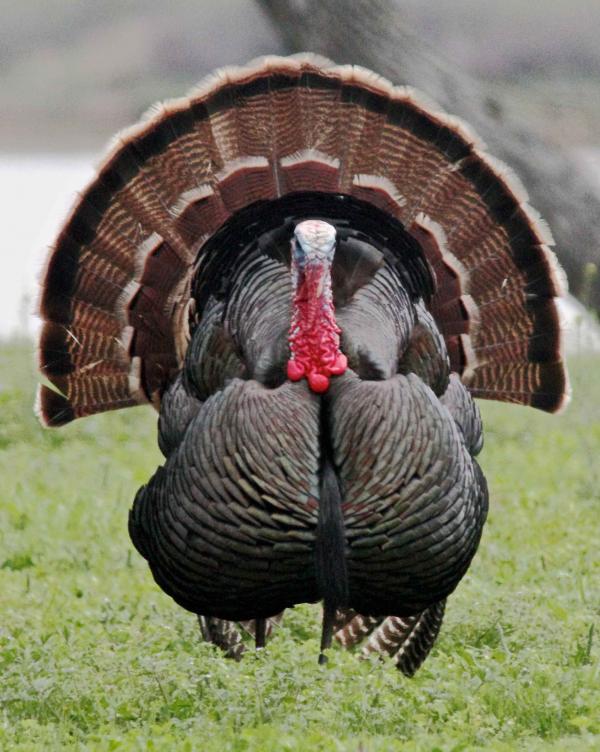 Turkey Bird