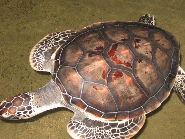 Turtle