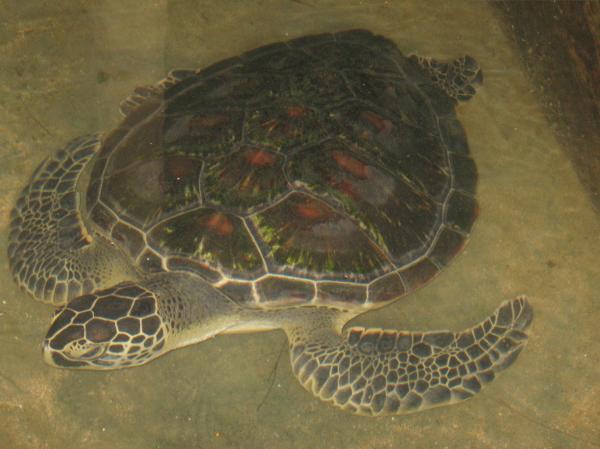 Turtle