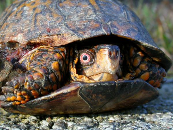 Turtle