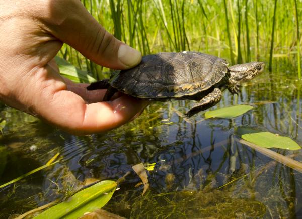 Turtle in basin