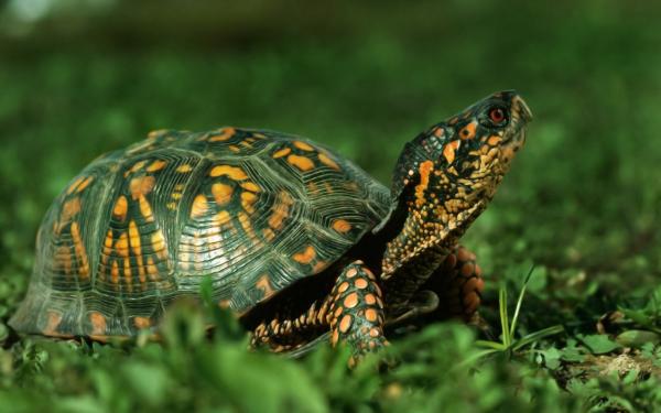 Turtle in Nature