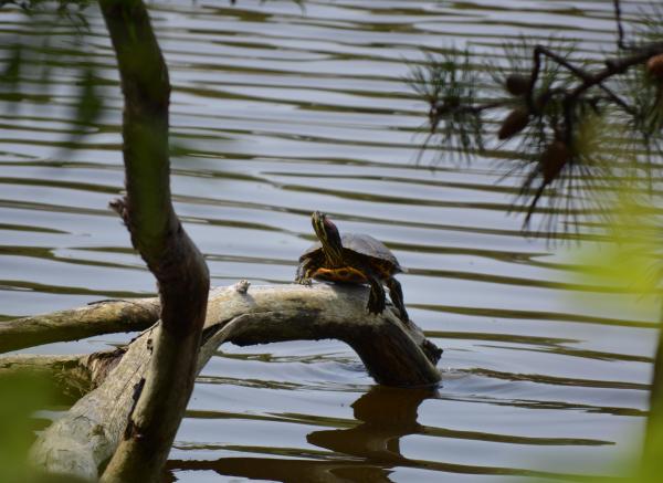 Turtle Sunning Itself