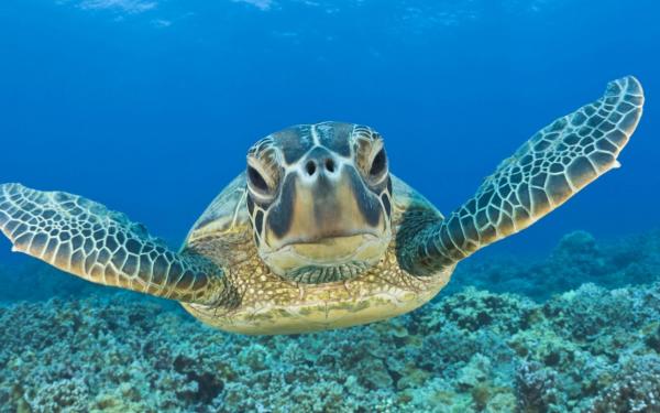 Turtle swimming