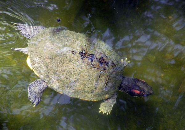 Turtle Swimming