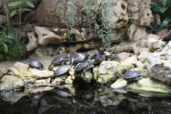 Turtles