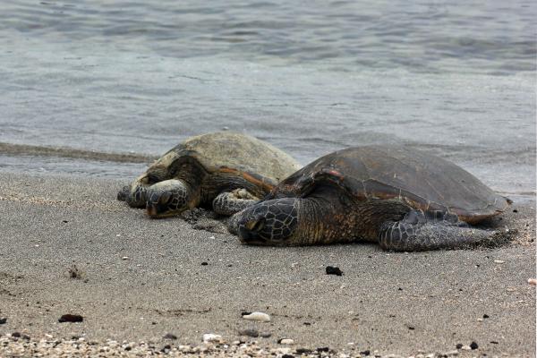 Turtles