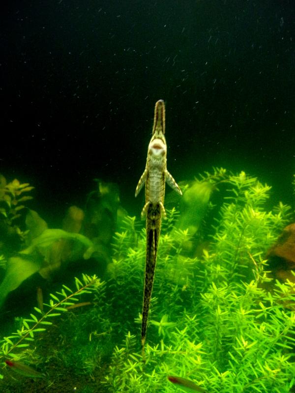 Twig Catfish in Aquarium