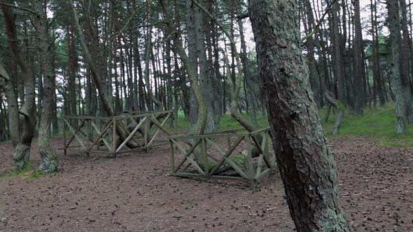 Twister pinetrees