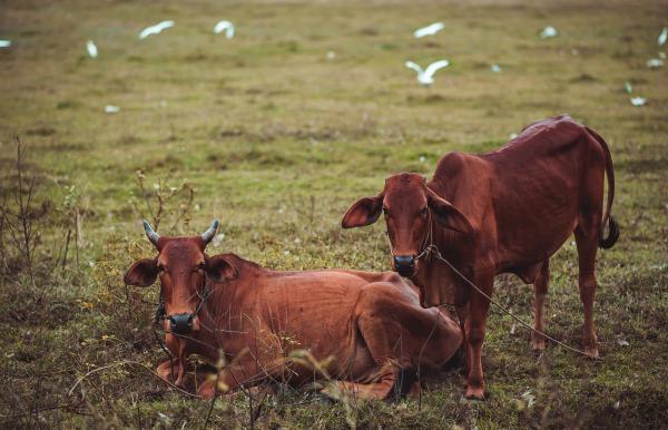 Two Brown Cows Lying and Standing on Green Grass