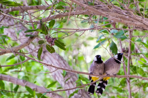 Two Bulbul birds