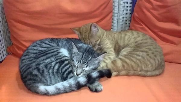 Two cats sleeping