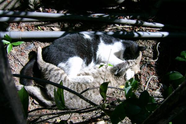Two cats