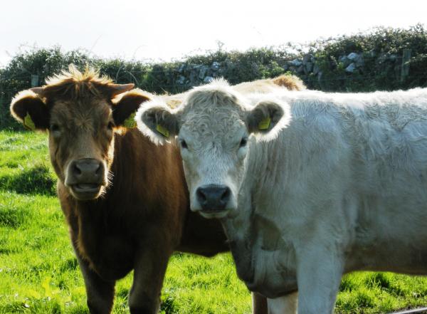 Two Cows