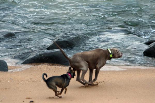 Two dogs playing on the beach