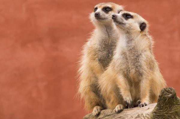 Two Meerkats on a Tree Trunk