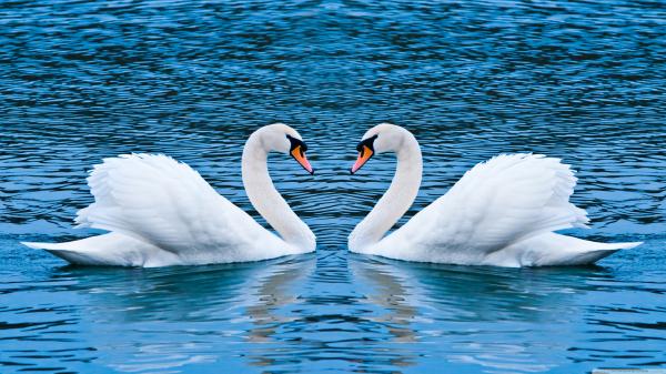 Two swans