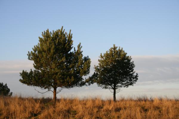 Two trees in the field