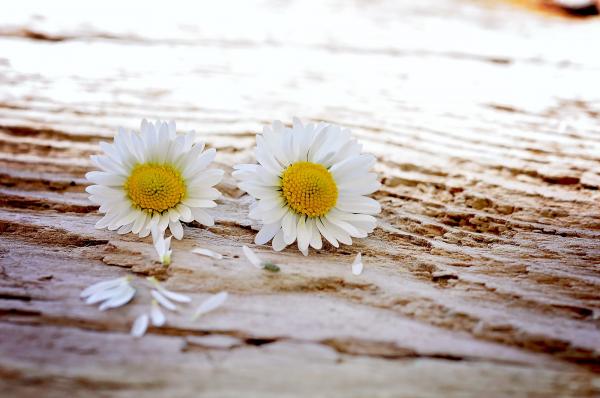 Two White Petal Flower on Surface