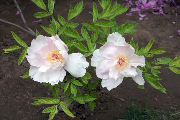 Two White Tree Peonies