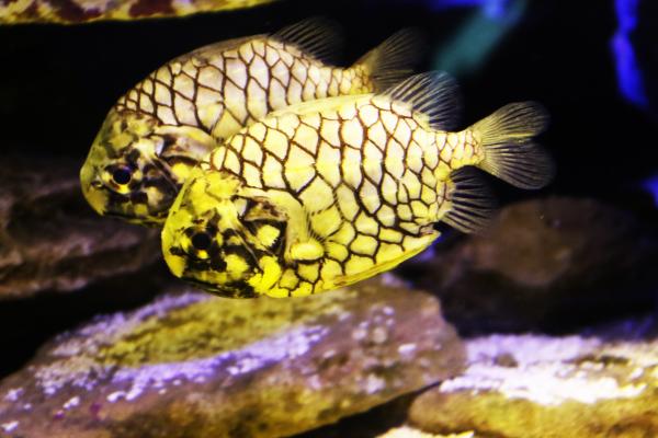 Two yellow exotic fishes in the sea