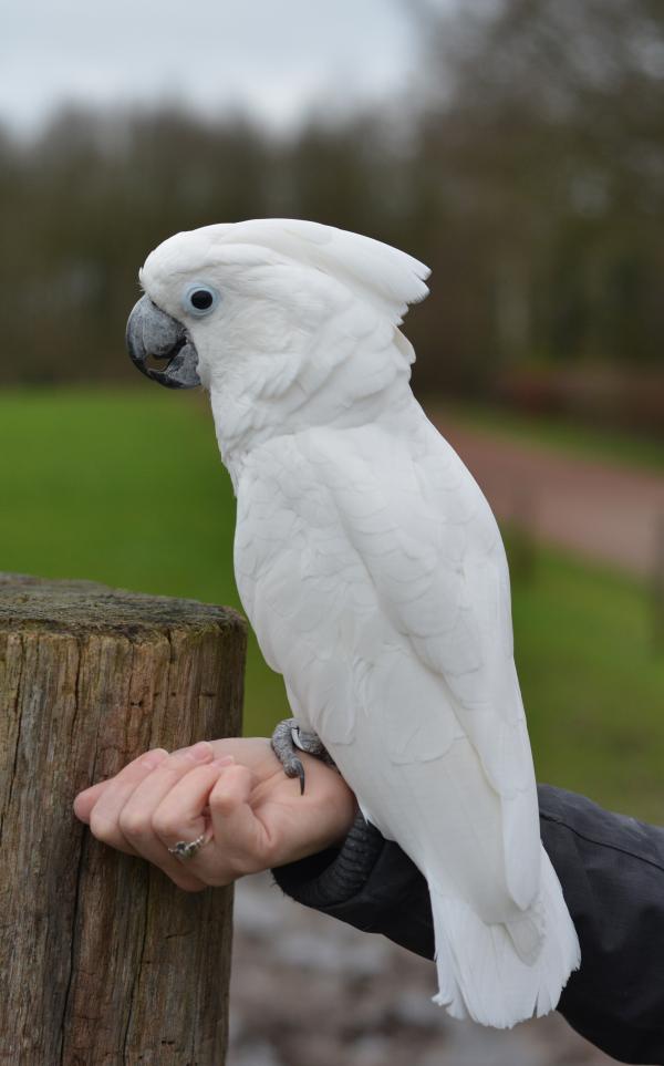 Umbrella Cockatoo