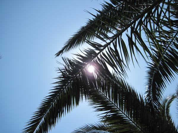 Under the palm tree