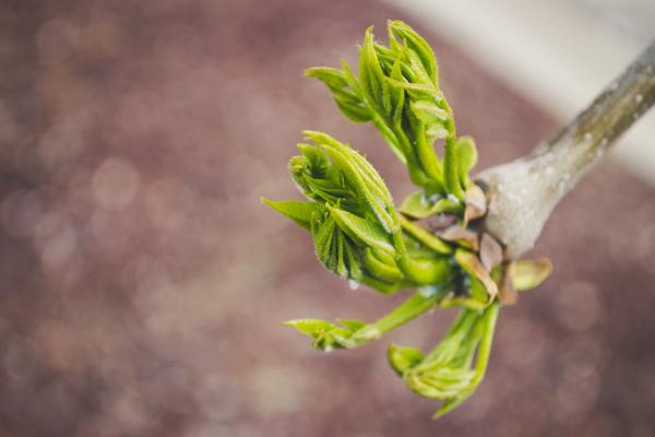 Unordinary shaped plant in the camera focus