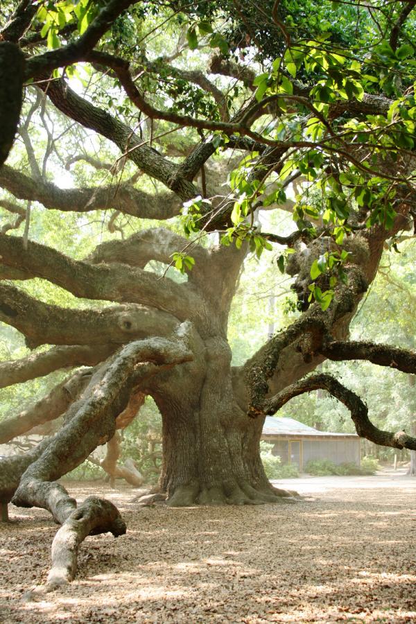 Unusual tree