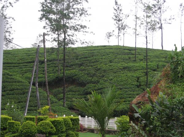 Upcountry Scene in Sri laka