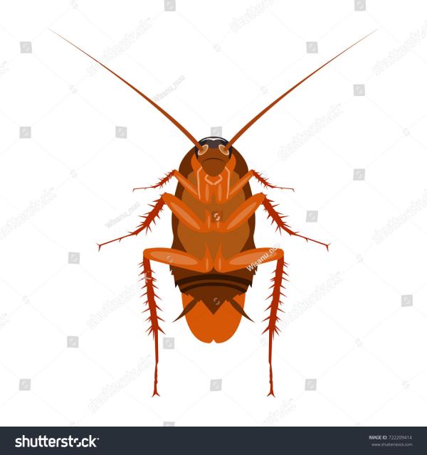 Upturned Cockroach