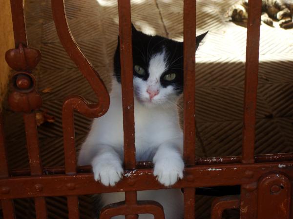 Urban cat