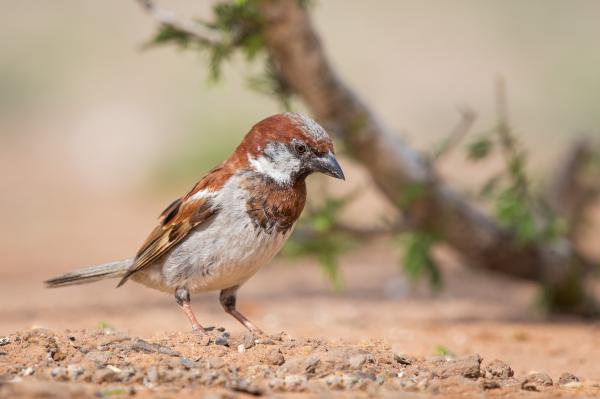 Urban sparrow