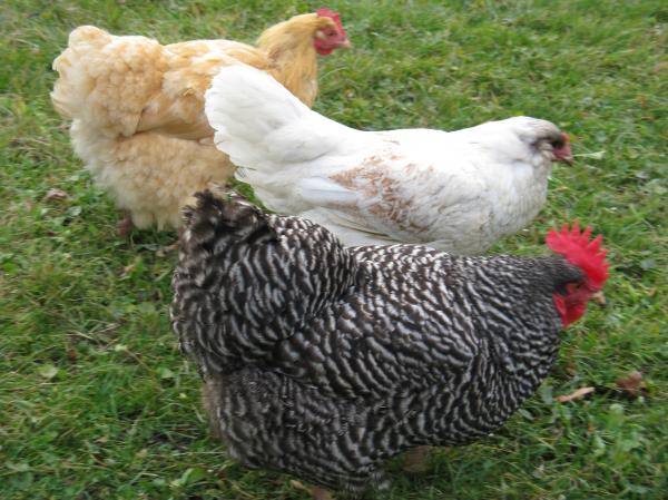 Us Three Chickens