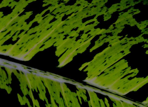Variegated Green Leaf Background