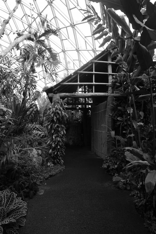 Variety of Plants Grayscale Photo