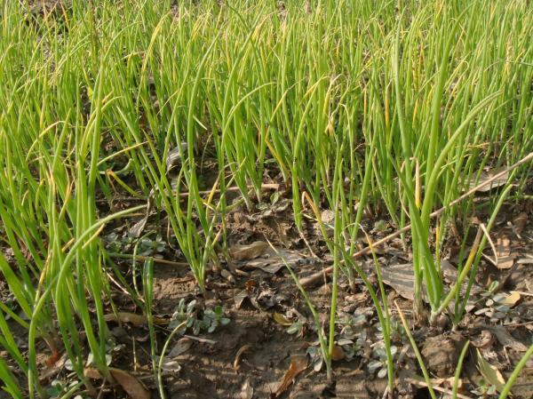 Vegetable plants
