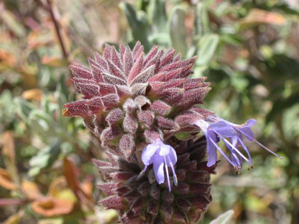 Velvet Thistle