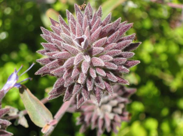 Velvet Thistle