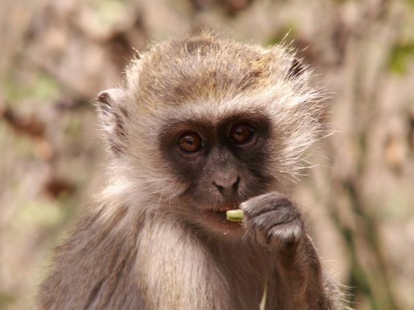 Vervet Monkey - A Portrait