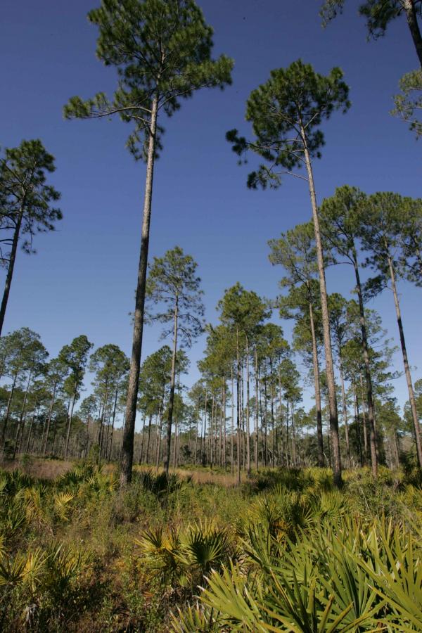 Very Tall Trees