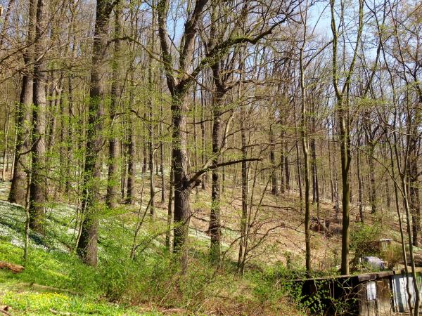 Viehleite Hill Pirna