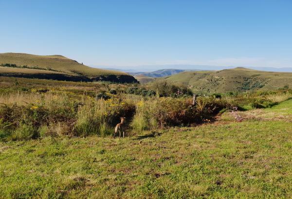 View of landscape with running dog