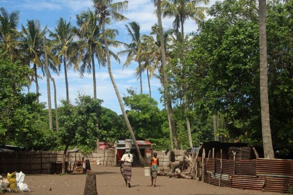 Village in the palm forest 