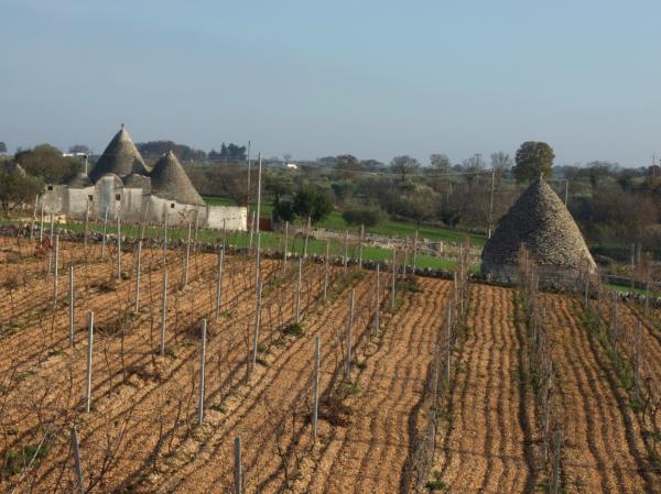 Vine Yard