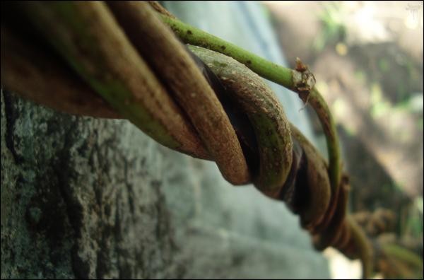 Vines